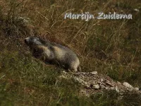 Marmotten [Marmota]